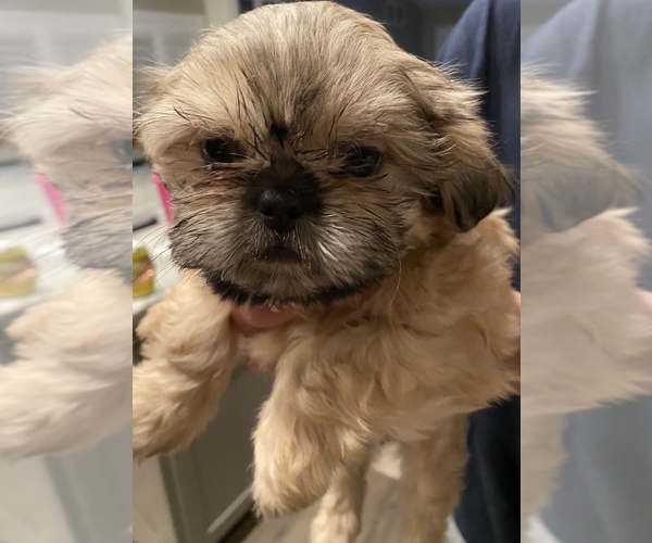 Medium Photo #3 Shih Tzu Puppy For Sale in VISALIA, CA, USA