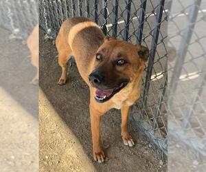 DESTINEE - Female German Shepherd Dog-Unknown Mix Dog for Adoption - Photo #2
