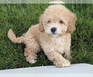 Poochon Puppy for sale in FREDERICKSBURG, OH, USA