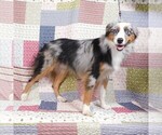 Small #6 Miniature Australian Shepherd