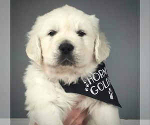 Golden Retriever Puppy for sale in SANTA ANA, CA, USA