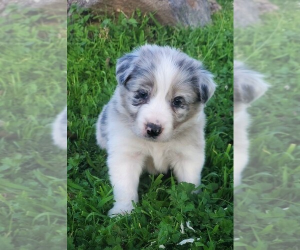Medium Photo #1 Border Collie Puppy For Sale in MARIPOSA, CA, USA