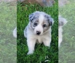Small Photo #1 Border Collie Puppy For Sale in MARIPOSA, CA, USA