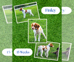 Finley - Male Brittany Puppy for Sale - Small photo