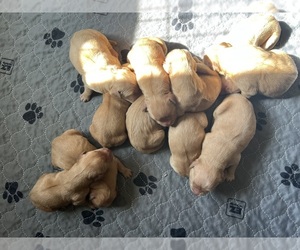 Golden Retriever Puppy for sale in NEOLA, WV, USA