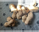 Image preview for Ad Listing. Nickname: AKC Golden Retr