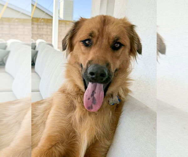 Medium Photo #4 Siberian Husky-Unknown Mix Puppy For Sale in Corona, CA, USA