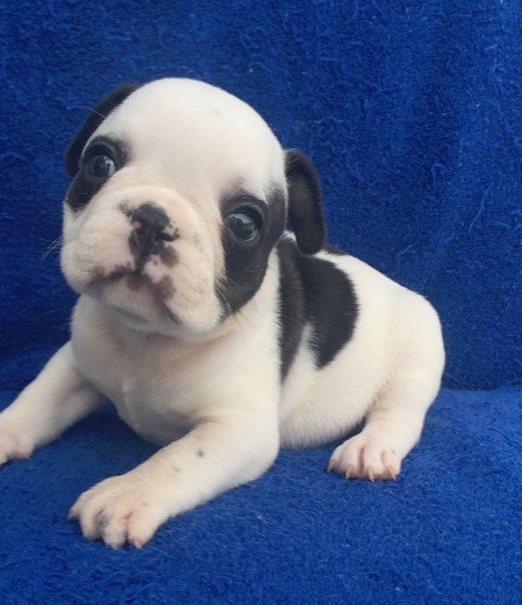 View Ad: French Bulldog Puppy for Sale near South Carolina, CHARLESTON ...