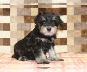 Schnauzer (Miniature) Puppy for sale in DENVER, PA, USA