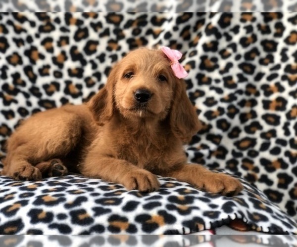 Medium Photo #14 Labradoodle Puppy For Sale in LAKELAND, FL, USA