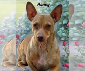 Chiweenie Dogs for adoption in Phelan, CA, USA