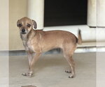 Small Photo #4 Chihuahua Puppy For Sale in Yardley, PA, USA
