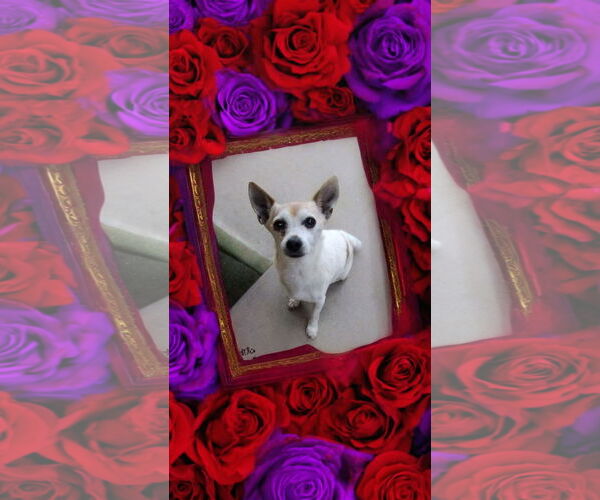 Medium Photo #2 Chihuahua Puppy For Sale in Apple Valley, CA, USA