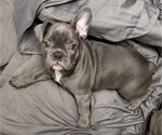 Small French Bulldog