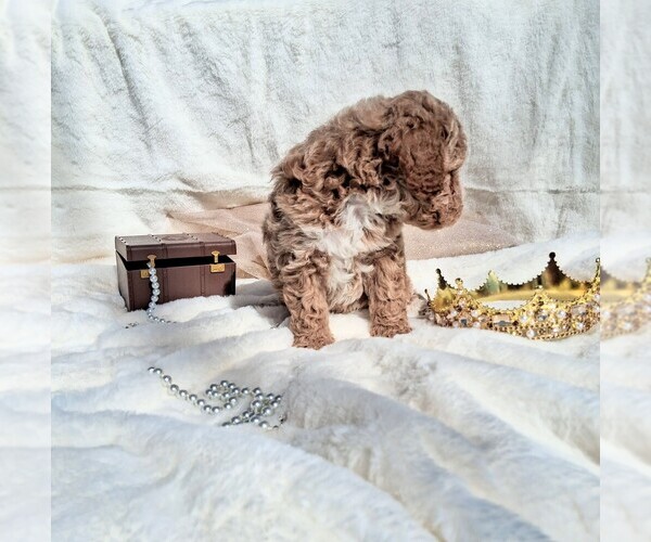 Medium Photo #13 Goldendoodle (Miniature) Puppy For Sale in GASTONIA, NC, USA