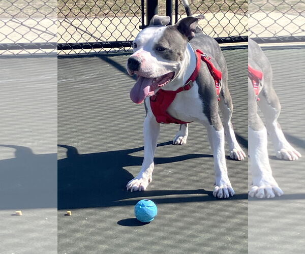 Medium Photo #3 Mutt Puppy For Sale in Rockville, MD, USA