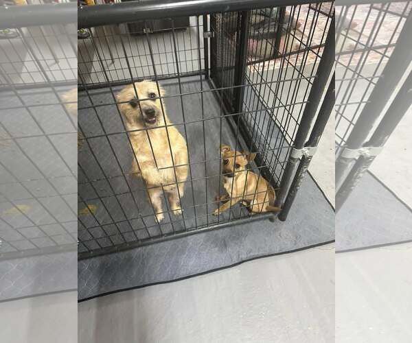 Medium Photo #4 Unknown-Wheaten Terrier Mix Puppy For Sale in Jackson Township, NJ, USA