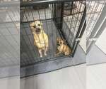 Small #3 Wheaten Terrier Mix
