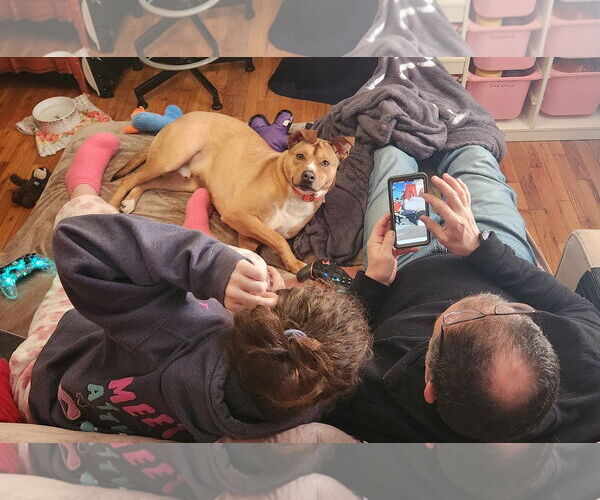 Medium Photo #7 Labrador Retriever-Unknown Mix Puppy For Sale in Doylestown, PA, USA