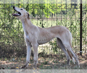 Saluki Puppy for sale in Eger, Heves, Hungary