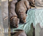 Small Photo #6 Labrador Retriever Puppy For Sale in ANTELOPE, CA, USA