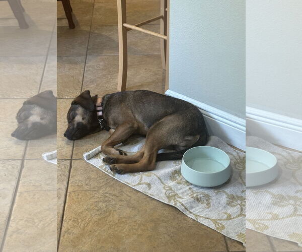 Medium Photo #7 Beagle-Unknown Mix Puppy For Sale in Valrico, FL, USA