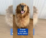 Small #5 Golden Retriever
