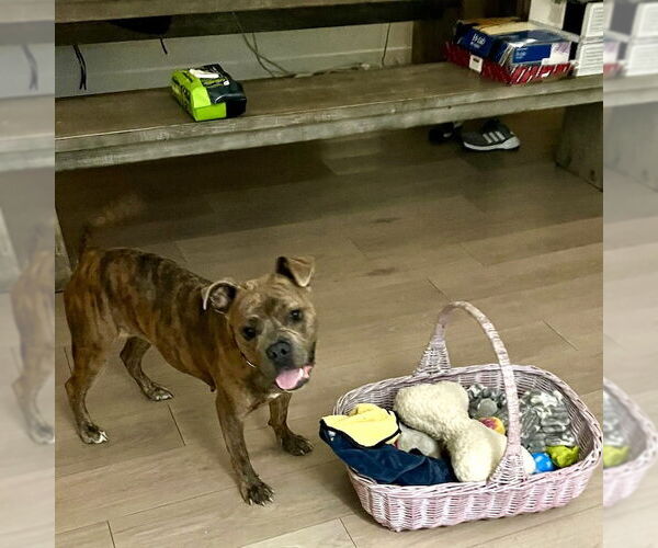 Medium Photo #2 American Staffordshire Terrier-French Bulldog Mix Puppy For Sale in San Juan Capistrano, CA, USA