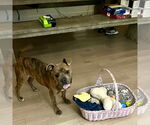 Small #1 American Staffordshire Terrier-French Bulldog Mix