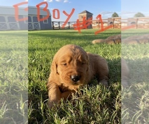 Golden Retriever Puppy for Sale in ANDREWS, Texas USA