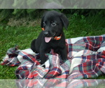 Puppy Ila Labrador Retriever