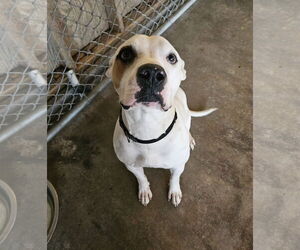 American Pit Bull Terrier-Unknown Mix Dogs for adoption in El Centro, CA, USA
