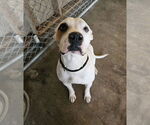Small American Pit Bull Terrier Mix