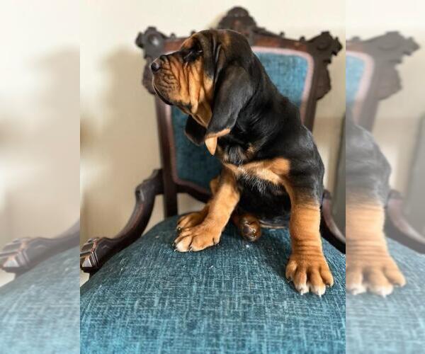 Medium Photo #3 Bloodhound Puppy For Sale in CROSSVILLE, AL, USA