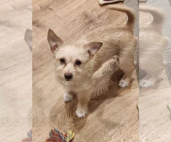 Medium Photo #1 Mutt Puppy For Sale in The Woodlands, TX, USA