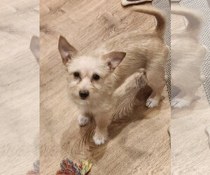Mutt Dogs for adoption in The Woodlands, TX, USA