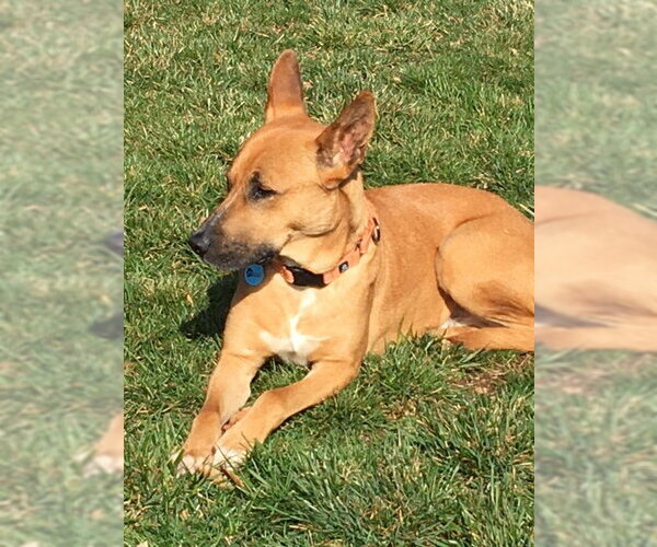 Medium Photo #12 Carolina Dog-Unknown Mix Puppy For Sale in Rockaway, NJ, USA
