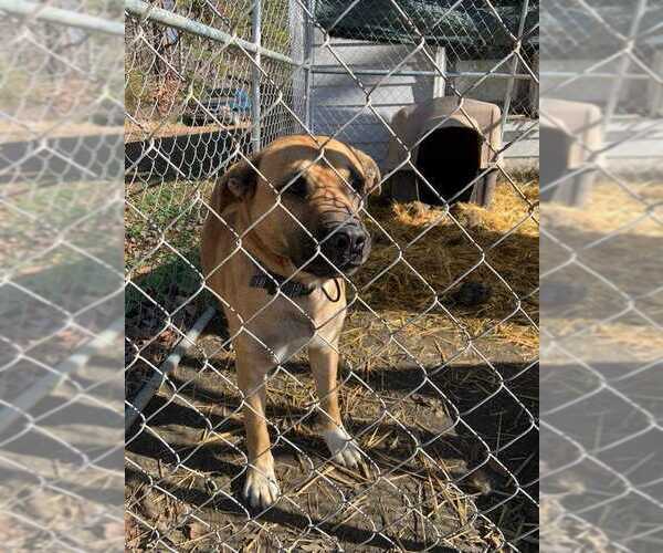 Medium Photo #2 Bullmastiff-German Shepherd Dog Mix Puppy For Sale in columbia, SC, USA