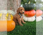 Small #5 Poodle (Standard)