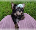 Small Photo #3 Yorkshire Terrier Puppy For Sale in FREDERICKSBURG, OH, USA