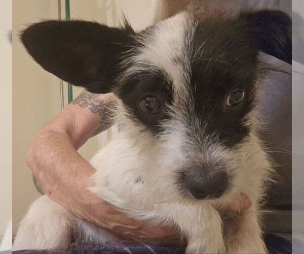 Medium Photo #2 Mutt Puppy For Sale in Olalla, WA, USA