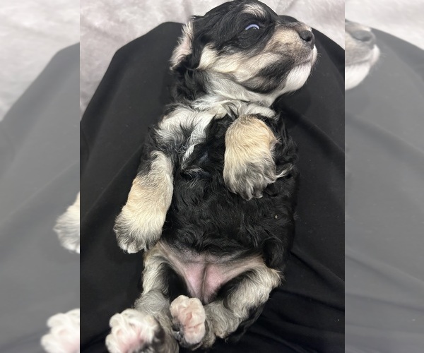 Medium Photo #5 Cockapoo (Miniature) Puppy For Sale in BLUE MOUNTAIN, MS, USA