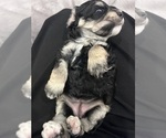 Small #4 Cockapoo (Miniature)