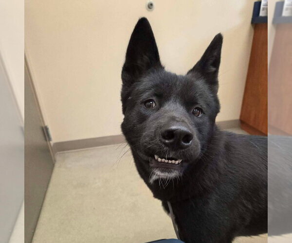 Medium Photo #4 Akita-Unknown Mix Puppy For Sale in McDonough, GA, USA