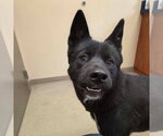 Small #3 Akita Mix