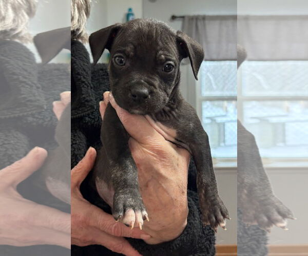 Medium Photo #2 Mutt Puppy For Sale in Clarkston, MI, USA