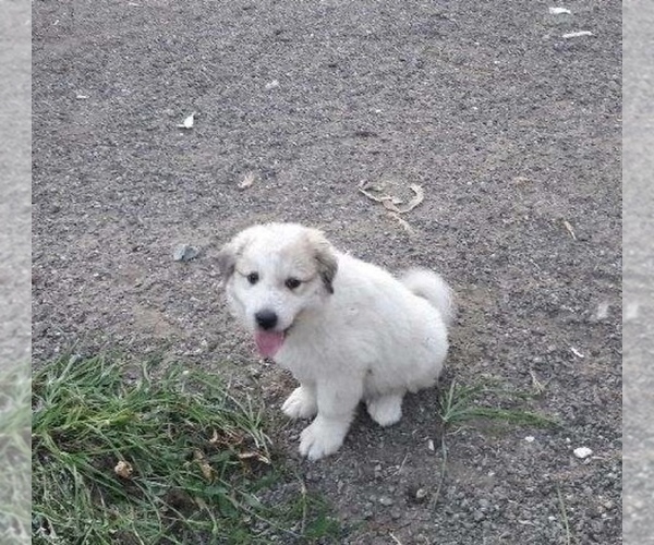 Medium Photo #1 Great Pyrenees Puppy For Sale in BAKERSFIELD, CA, USA
