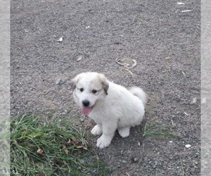 Great Pyrenees Puppy for sale in BAKERSFIELD, CA, USA