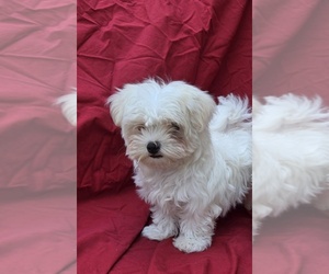 Maltese Puppy for sale in CORNERSVILLE, TN, USA
