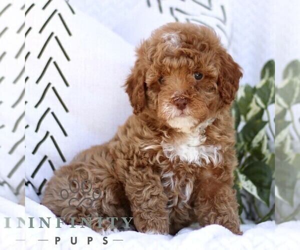 Medium Photo #1 Cavapoo (Miniature) Puppy For Sale in ELIZABETHTOWN, PA, USA